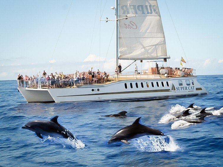 4 hour dolphin tour